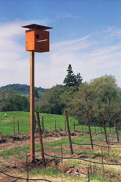 Owl nest box.jpg